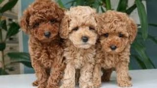 「可愛い犬」TOP10人気犬種ランキング 2016