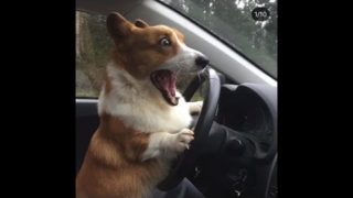「絶対笑う」最高におもしろ犬, 猫, 動物のハプニング, 失敗動画集・かわいい犬 , 猫, 動物