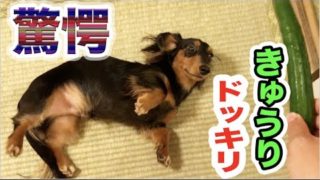 きゅうり見せると死ぬ程ビックリする犬が面白すぎた!!
