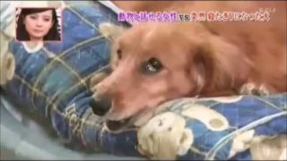 ハイジ、家族を案ずるように鳴き続ける寝たきりの犬ロムの気持ちを聞き出して