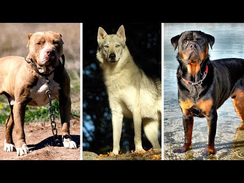 世界の危険犬種TOP7