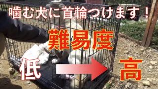 保健所から来た噛む犬3頭に首輪付けます!難易度 低→中→高 Dog Rescue A&R