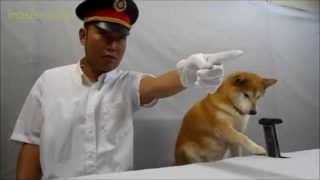 山手犬