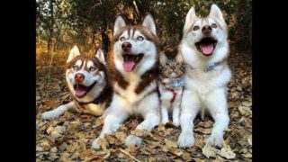 犬に育てられて, 犬化した猫・自分を犬だと思っている猫がかわいすぎる