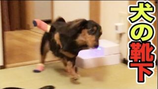 犬に靴下を履かせたら変な動きが止まらないwww【爆笑】