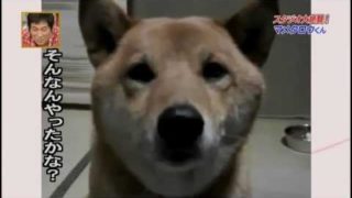 返事をする犬