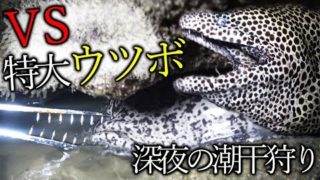 離島で深夜の潮干狩り行ったら超巨大ウツボに遭遇！[与那国遠征 #4]