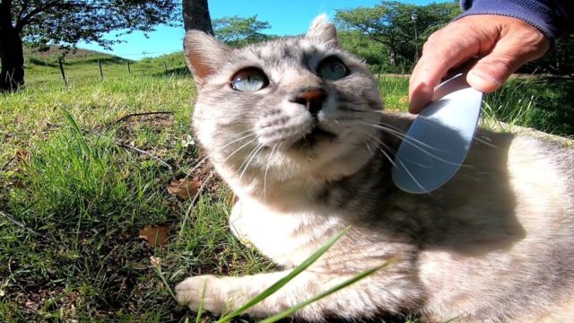 公園の野良猫をねこじゃすりでナデナデしたらゴロンゴロン至福の表情を見せてくれた